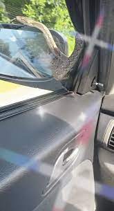 13.000 saniyelik side mirror and sky/blue sky stok videoyu 29.97fps çözünürlükle alın. Wanita Terkejut Ular Sawa Muncul Di Side Mirror Nasib Baik Tak Bersalin Awal Kisah Dunia