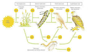 Biophysical Interactions Latitude Geography