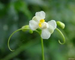 Image result for Cardiospermum corindum