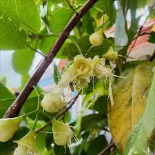 Image result for Lecythidaceae