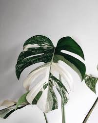 Difference Between Monstera Deliciosa And Borsigiana Google Search Best Indoor Plants Indoor Plants House Plants