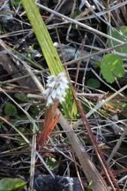 Image result for Zeuxine elongata