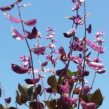 Image result for Dolichos