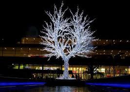 Pin On Christmas Trees