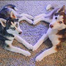 By unknown february 21, 2011. Special Husky Pup Saves Her Owner S Life After Wrong Doctor S Diagnosis Cute Animals Cute Baby Dogs Cute Funny Animals