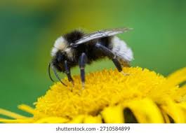 Image result for Bombus vestalis