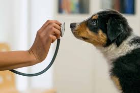Early detection can be the best way to save your beloved companion. Something Smells Off Incredible Cancer Sniffing Dogs Oakland Veterinary Referral Services