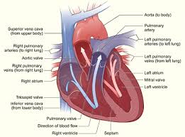 External View Of The Heart Heart Chambers Human Heart Diagram Heart Care Heart Diagram