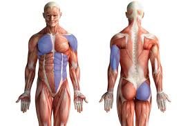 The internal sphincter, consisting of smooth muscle fibers, is. Pushups Way More Than Chest Training