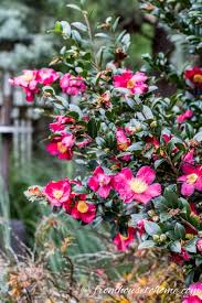 Camellia Care Guide How To Grow Gorgeous Camellias In Your Garden