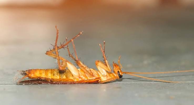 Why Does a Cockroach Die on Its Back? | Rentokil Indonesia