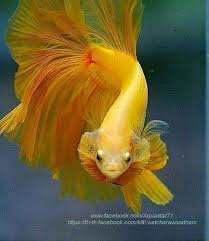Discover five common myths about the beautiful betta freshwater fish. How To Buy A Healthy Betta Fish