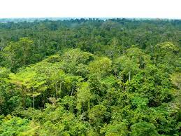 Utilising professional forestry heritage partnered with due. Forest Canopy Cifor Knowledge