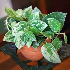 Scindapsus silver splash growing in tissue culture (i.redd.it). Silver Pothos Silvery Anne Scindapsus Pictus Hybrid Pothos Plant