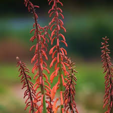 Image result for Kniphofia thomsonii