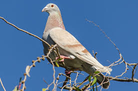On march 5, 2017, the united states department of agriculture reported that a lethal outbreak of avian flu had struck a poultry farm in mississippi. Pigeon Paramyxovirus Ppmv1 Agriculture And Food