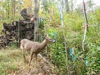 Minimizing Deer Impacts on Forests