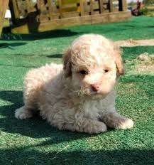 The puppies from this amazing litter of aussiedoodles are now available! Aussiedoodle Puppies For Sale California Home Land Puppies