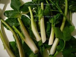 Ici Et Ailleurs Saveurs D Automne Maceron Navet Et Laitue Sauvages Plantes Sauvages Comestibles Plantes Comestibles Cuisine Sauvage