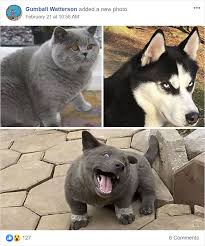 They are used for livestock protection and as hunting companions among ethnic hmong people. People Are Saying This Puppy Is A Hybrid Between A Cat And A Dog And It Has The Derpiest Expressions Bored Panda