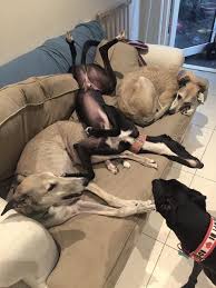 Pin Von Patty Auf Greyhounds Pictures Hunde Windhund Windhunde