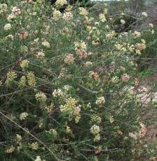 Image result for Gnidia goetzeana