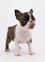 Find the perfect boston terrier puppy for sale in florida, fl at puppyfind.com. All The Things We All Admire About The Cute Boston Terrier Bostonterrierofig Bostonterrierclub Bosto Boston Terrier Puppy Boston Terrier Dog Boston Terrier