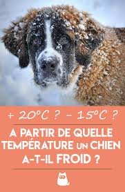 A Partir De Quelle Temperature Un Chien A T Il Froid En 2020 Chien Chiens Et Chiots Chien Marrant