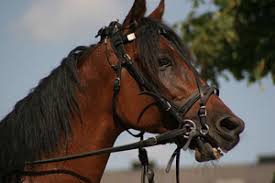 Home The Bit Guide Horse Bits And Bitting The Bit Guide