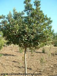 Image result for Myrica serrata