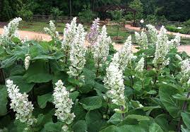 Image result for Salvia sclarea