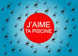 Moustiques : Sont-Ils Attirés Par Les Piscines? La Réponse!