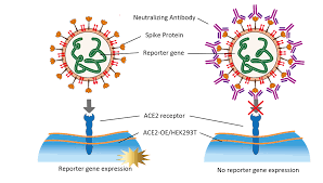 Image result for Neutralization Test
