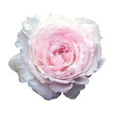 Divine Rose Transparent Flowers White And Pink Roses Pink Background