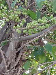 Image result for Ficus persicifolia