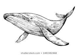 Vetor Stock De Ilustracao Desenhada A Mao Vetorial De Livre De Direitos 1176681817 How To Draw Hands Whale Humpback Whale Tattoo