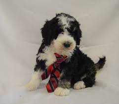 Profile for Chupp Farms