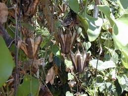 Image result for Aristolochia littoralis