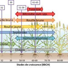Étouffer le mal dans son germe. Pdf Schema De Traitement Fongicide En Ble Peut On Retarder La Premiere Intervention Fongicide Dans Les Champs Wallons