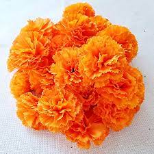 In the case of the african marigold size definitely does matter. Marigold Homegarden South Africa Buy Marigold Homegarden Online Wantitall