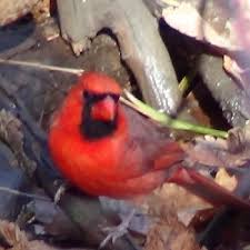 What do baby cardinals eat. Northern Cardinal Habits What They Eat Where When They Nest Mating Habits