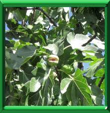 Résultat de recherche d'images pour "scolyte du figuier"