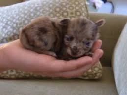 Mudi puppies for sale california. Chihuahua Puppies In California