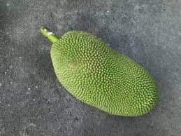 Image result for Moraceae