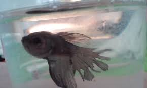 How To Treat Fin Melt My Aquarium Club