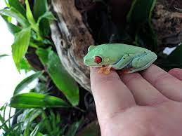 Red Eyed Tree Frog Care Guide Red Eyed Tree Frog Tree Frogs Tree Frog Terrarium