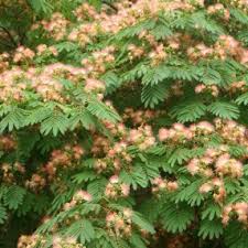 The mimosa (silk tree) also has numerous herbal and medical applications. Growing Mimosa Trees Thriftyfun