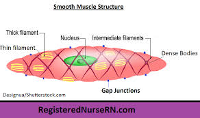 Smooth muscle, muscle that shows no cross stripes under microscopic magnification. Smooth Muscle Anatomy Mnemonic Contraction Multi Unit Vs Single Unit
