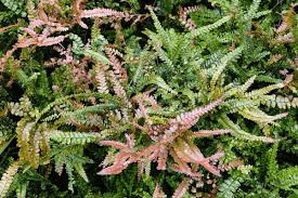 Image result for Adiantum hispidulum