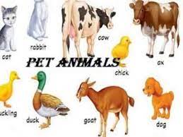 Pet Animals Name In English Learning For Kids Animals Name In English Animals Name List Pets